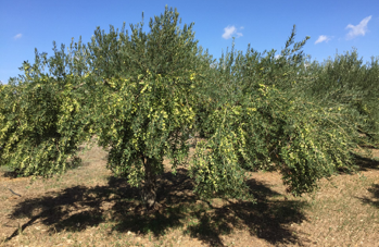 Dettagli -  