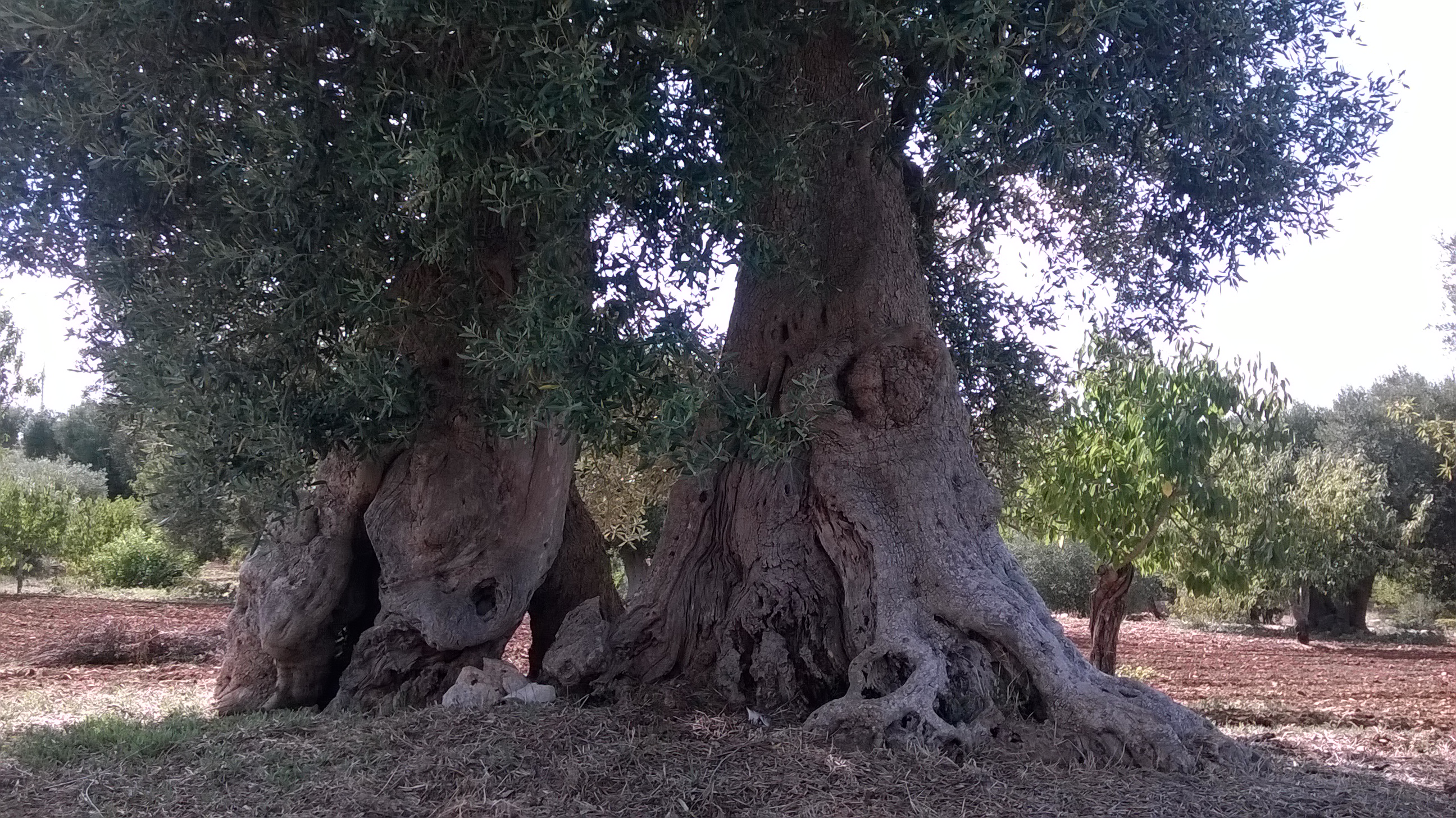 Dettagli -  