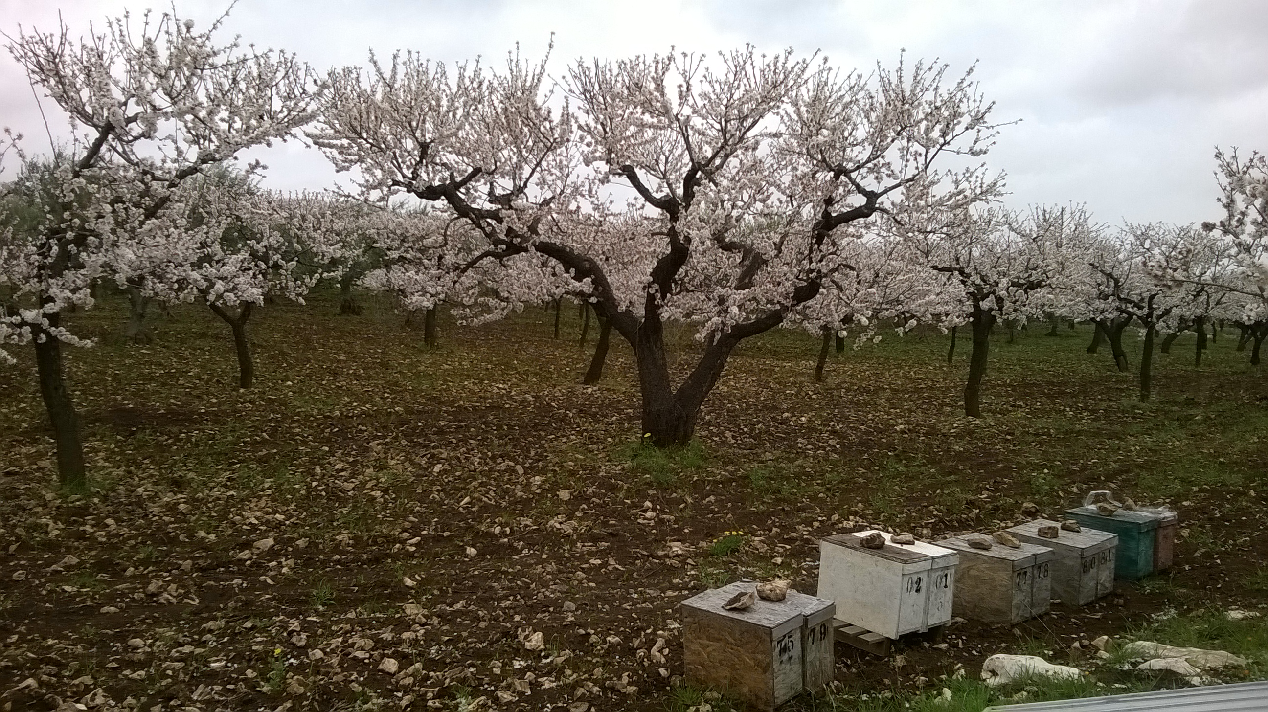 Dettagli -  