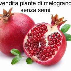 Dettagli -  