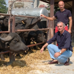 Dettagli -  