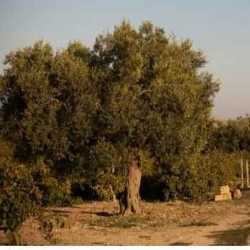 Dettagli -  