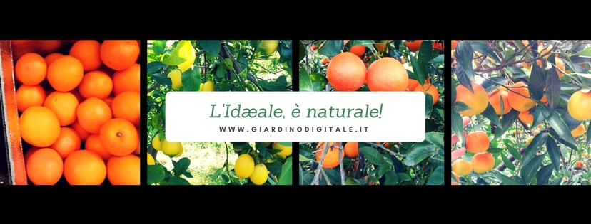 Dettagli -  