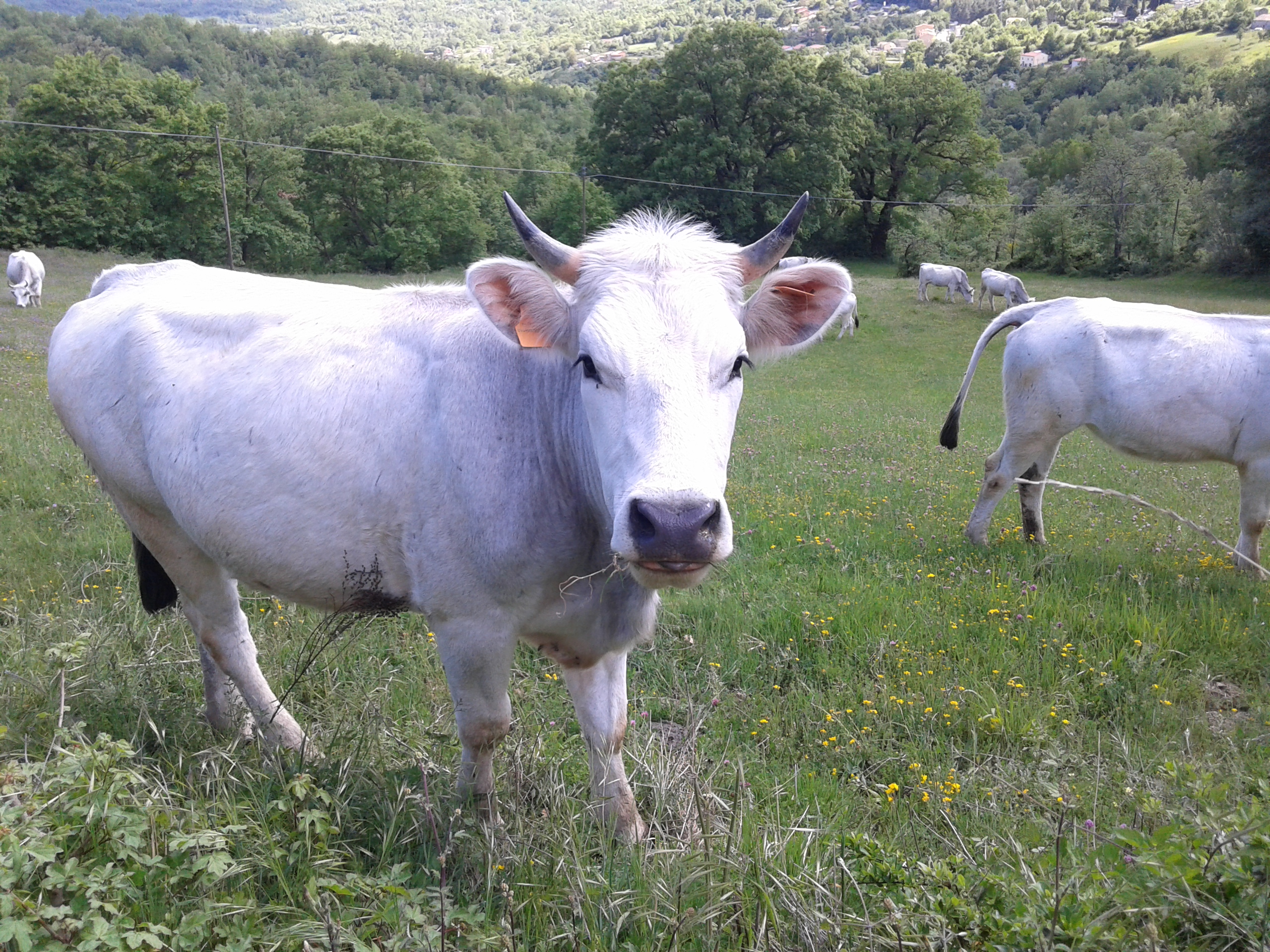 Dettagli -  