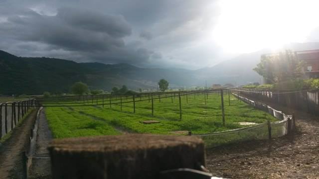 Dettagli -  