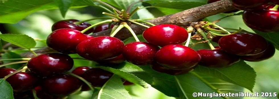 Dettagli -  