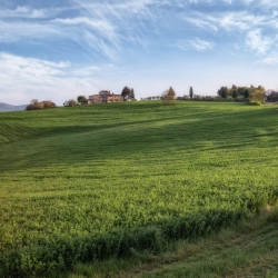 Dettagli -  