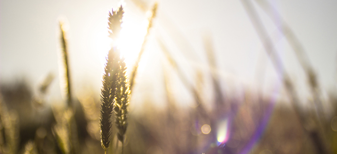 nuove-tecnologie-in-agricoltura