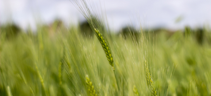 agricoltura-e-giovani-agricoltori