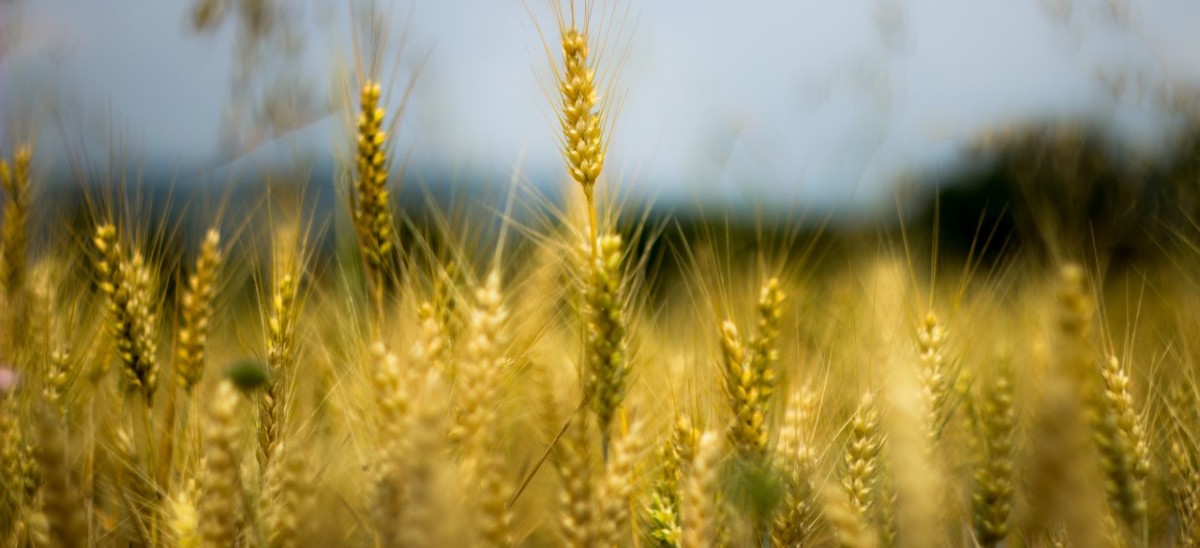 qualità-stile-agricoltura-la-chiave-del-successo-per-un-imprenditore-agricolo