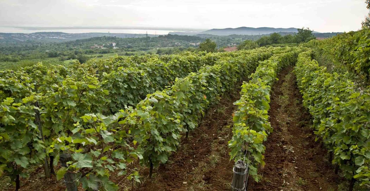 Risaie di Fontanetto Po in provincia di Vercelli - Piemonte