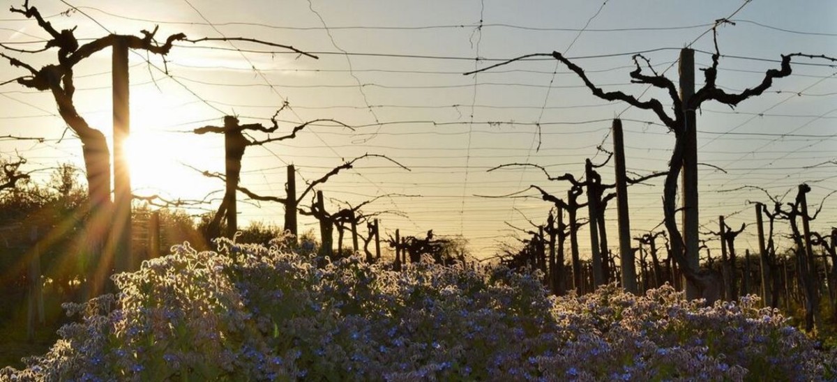 caporalato-in-agricoltura-marchio-di-qualita-etica-aziende-azienda-agricola