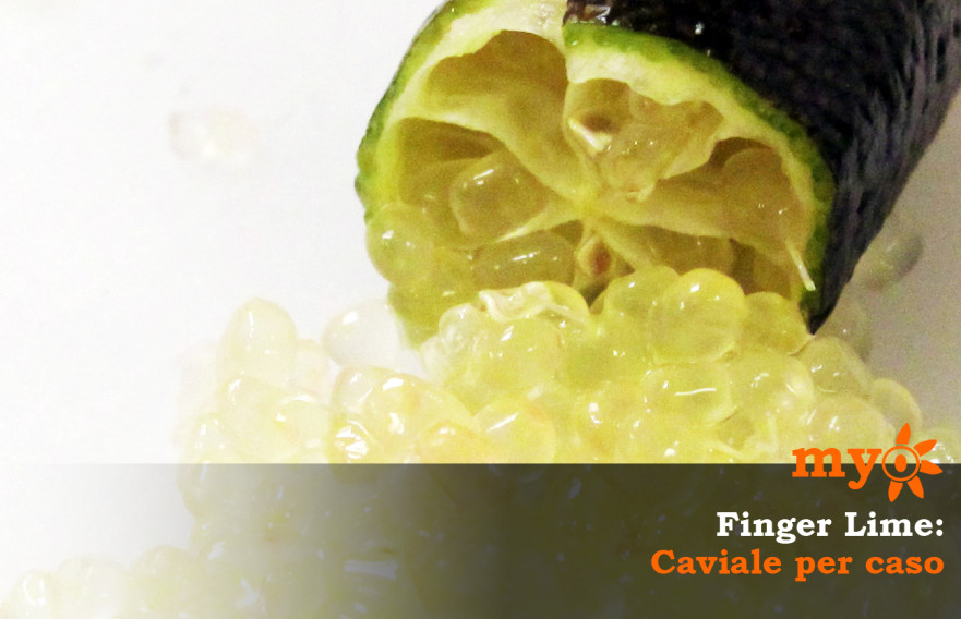 finger_lime_caviale_per_caso