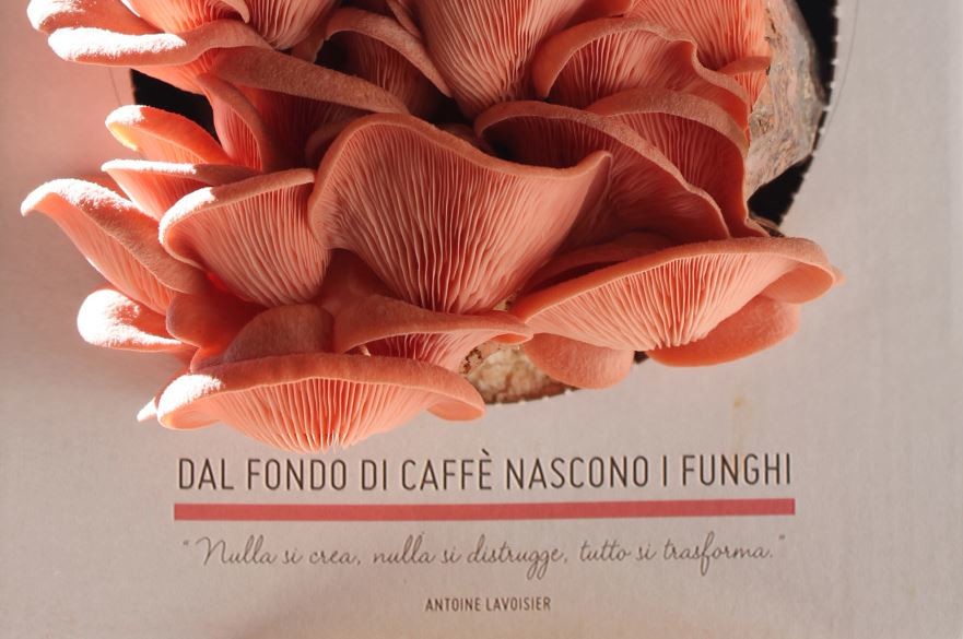 funghi espresso